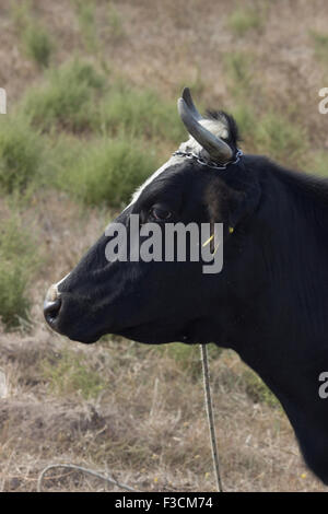 Shot verticale d'un front de vache face visible avec le museau, le nez, les narines, les yeux, les oreilles, les cornes. Banque D'Images