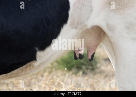 D'un coup horizontal pendaison de vache pis trayons/ arrière, corps et jambes. Banque D'Images