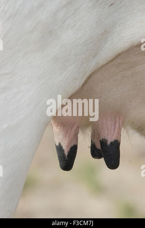 Shot verticale d'une pendaison de vache pis trayons/ Banque D'Images