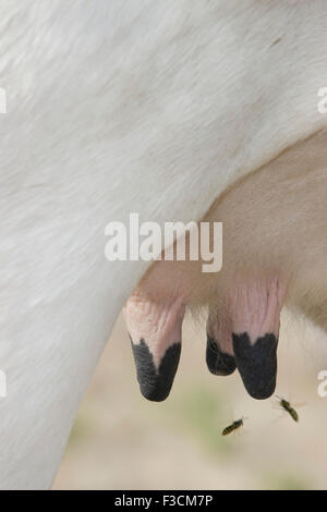 Les guêpes qui attaquent une veste jaune les tétines de vache mammite (problème). Banque D'Images