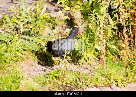 La Gallinule poule-d'eau (Gallinula chloropus) Comité permanent sur l'herbe. Banque D'Images