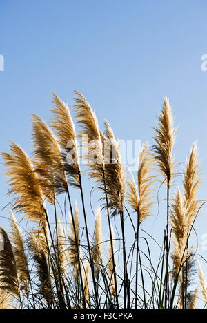 Pampas grass against blue sky Banque D'Images