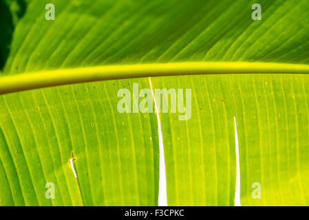 Feuille de bananier, close-up Banque D'Images