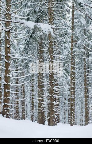 Österreich, Niederösterreich, Lackenhof am Ötscher, Bäume im Schnee Banque D'Images