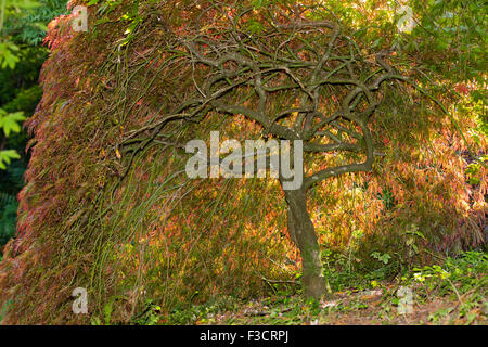 Coussin rétro forme du petit Japanese maple, Acer palmatum dissectum Atropurpureum', montrant twisted ramification. Banque D'Images