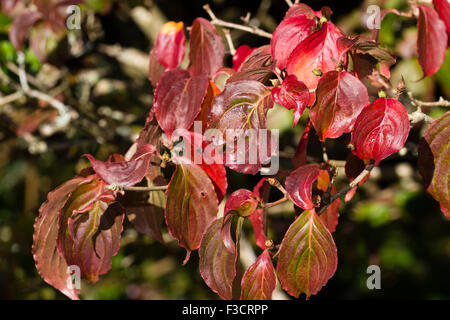 La couleur en automne dans le volubile du cornouiller fleuri, Cornus kousa Satomi 'Miss' Banque D'Images