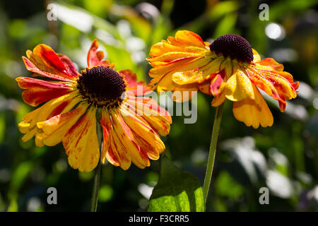 Début octobre la prolifération d'automne, le sneezeweed Helenium 'Sahin's Early Flowerer ' Banque D'Images