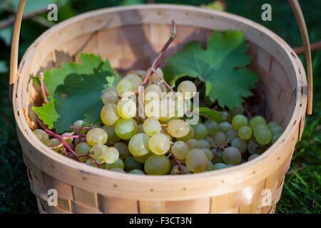 Dans le panier de raisins Banque D'Images