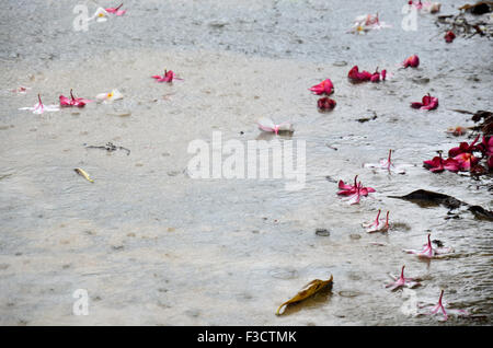 Motion de pleuvoir avec Frangipani Plumeria flower et tomber sur la masse dans Nonthaburi Thailande Banque D'Images