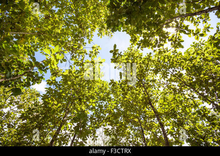 Dans la forêt de la Thaïlande sur une belle journée de tree tops Banque D'Images