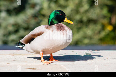 Canard colvert mâle adultes drake debout sur la chaussée. Banque D'Images