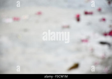 Blurred motion de pleuvoir avec Frangipani Plumeria flower et tomber sur sol Banque D'Images