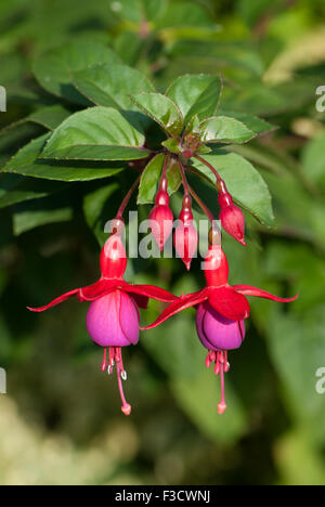 Fuchsia rustique 'Mrs Popple' Banque D'Images
