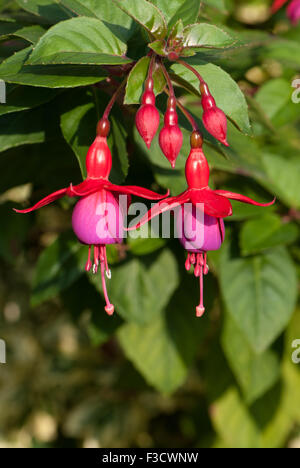 Fuchsia rustique 'Mrs Popple' Banque D'Images