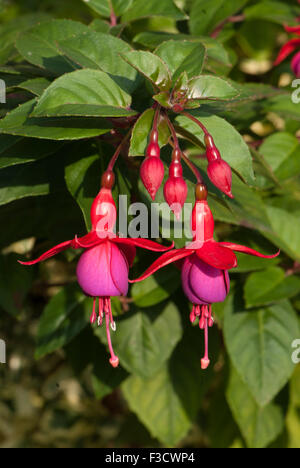 Fuchsia rustique 'Mrs Popple' Banque D'Images