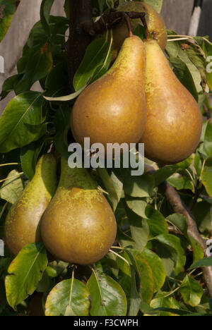 Pyrus communis poire conférence Banque D'Images