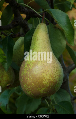 Pyrus communis poire conférence Banque D'Images