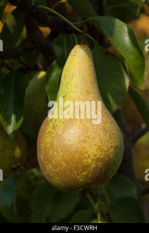 Pyrus communis poire conférence Banque D'Images