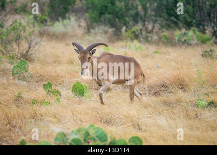 Texas wild Aoudad ou mouflon ewe Banque D'Images