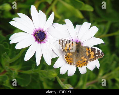 Deux fleurs blanches sur fond vert et un comité permanent doucement buttefly dans une des fleurs Banque D'Images