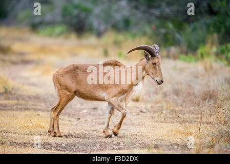 Texas wild Aoudad ou mouflon ewe Banque D'Images