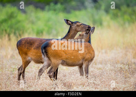 Les jeunes du sud du Texas sauvage cerf Sika de lécher l'autre. Aussi connu comme un Japonais ou spotted deer. Banque D'Images