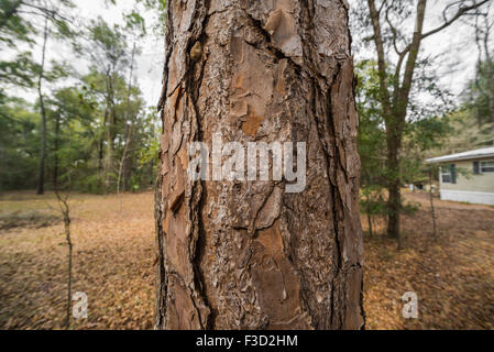 Pine Tree Trunk libre. Banque D'Images