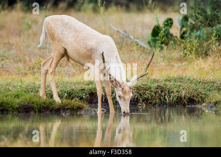 Le Texas du Sud sauvage daim blanc potable buck Banque D'Images