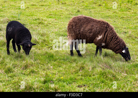 Les moutons Alignements Kermario pierres mégalithiques Carnac Morbihan Bretagne Néolithique France Europe Banque D'Images