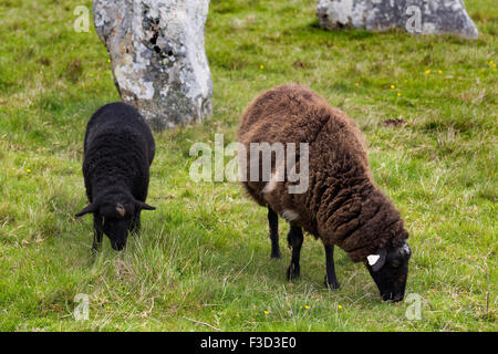 Les moutons Alignements Kermario pierres mégalithiques Carnac Morbihan Bretagne Néolithique France Europe Banque D'Images