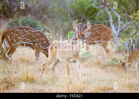 Le Texas du Sud sauvage buck en velours de cerf Banque D'Images
