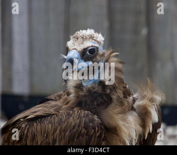 Arrière-plan avec l'unique Cinereous vulture bird Banque D'Images