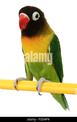 Un beau perroquet vert inséparable isolé sur fond blanc Banque D'Images