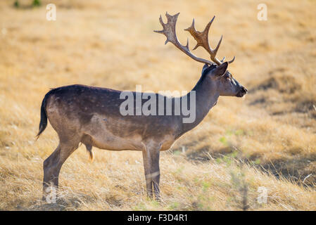 Le Texas du Sud sauvage daim chocolat buck Banque D'Images