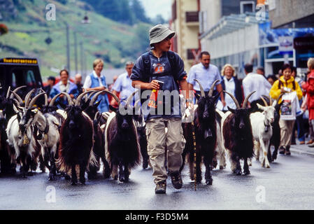 Un garçon marche berger son Blackneck chèvres par la Bahnhofstrasse de Zermatt. La Suisse. L'Europe Banque D'Images