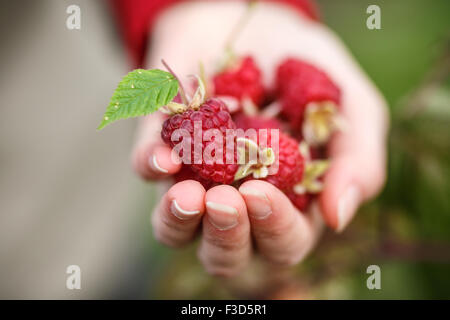 Cueillette de framboises. Femme de poignée de fruits fraîchement cueillis. La récolte, le mouvement locavore, croissante, l'agriculture locale, propre Eatin'M Banque D'Images