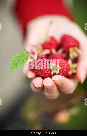 Cueillette de framboises. Femme de poignée de fruits fraîchement cueillis. La récolte, le mouvement locavore, croissante, l'agriculture locale, propre Eatin'M Banque D'Images