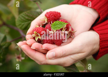 Cueillette de framboises. Femme de poignée de fruits fraîchement cueillis. La récolte, le mouvement locavore, croissante, l'agriculture locale, propre Eatin'M Banque D'Images