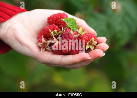 Cueillette de framboises. Femme de poignée de fruits fraîchement cueillis. La récolte, le mouvement locavore, croissante, l'agriculture locale, propre Eatin'M Banque D'Images