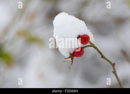 Petite branche de rose-canina (chien-rose) avec deux baies de fibres dans le cadre d'un cap neige Banque D'Images