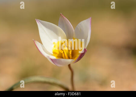 Desert Tulip, Tulipa polychroma, polychrome tulip Banque D'Images