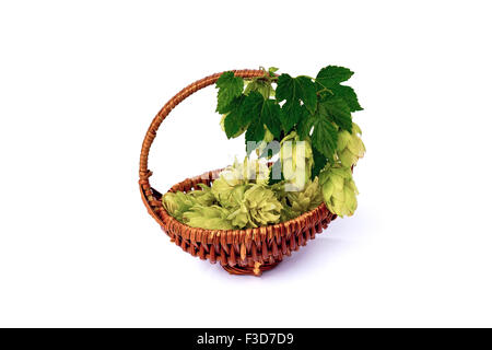 Le houblon brindille et fleurs séchées dans le panier isolé sur un fond blanc. Banque D'Images