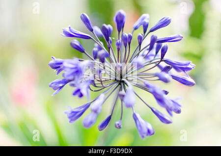 Agapanthus Purple sur un arrière-plan flou jardin Banque D'Images