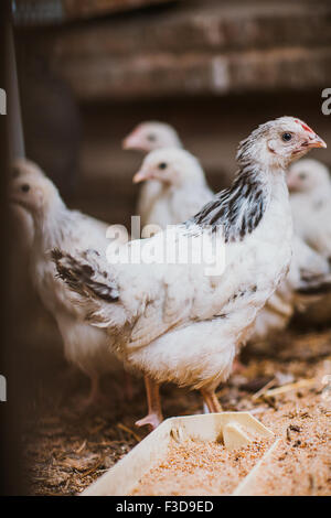 Poules manger près de coop focus sélectif avec fond blured Banque D'Images