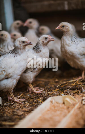 Poules manger près de coop focus sélectif avec fond blured Banque D'Images