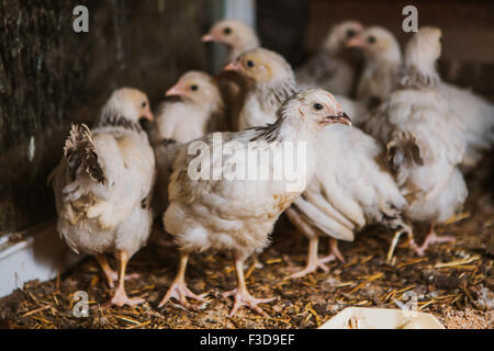 Poules manger près de coop focus sélectif avec fond blured Banque D'Images