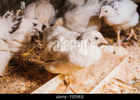 Poules manger près de coop focus sélectif avec fond blured Banque D'Images