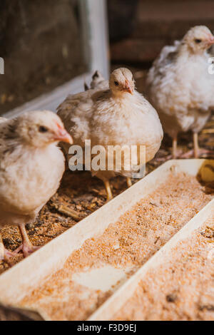 Poules manger près de coop focus sélectif avec fond blured Banque D'Images