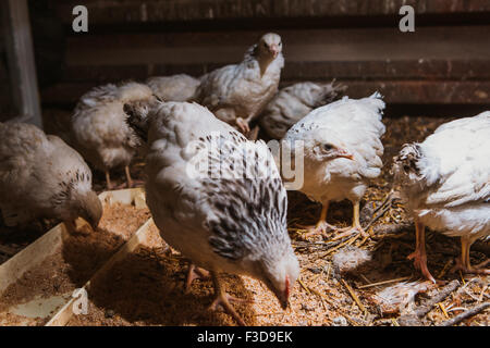 Poules manger près de coop focus sélectif avec fond blured Banque D'Images
