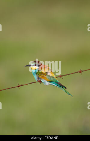 Guêpier d'Europe (Merops apiaster) perché sur barrière, Estrémadure, Espagne Banque D'Images